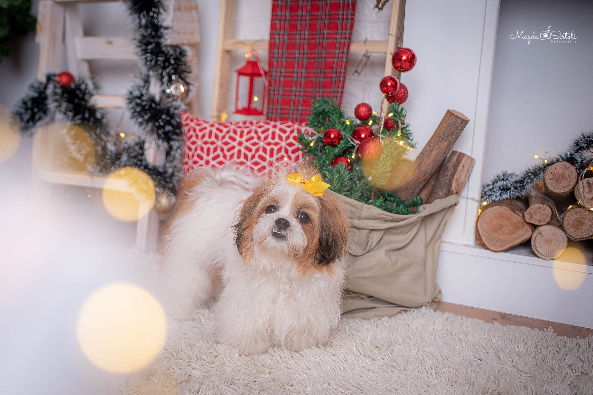 Cuidamos do seu <span>pet</span> como um verdadeiro rei!