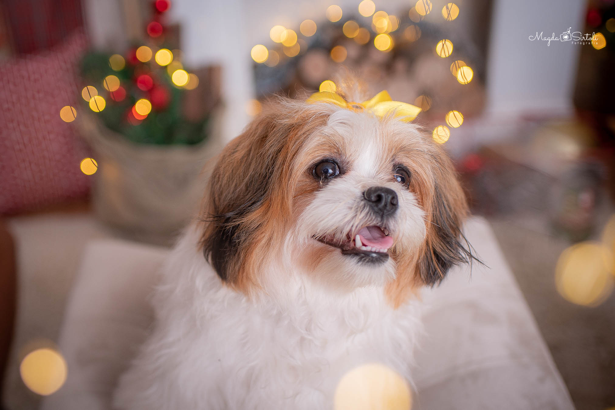 Cuidamos do seu <span>pet</span> como um verdadeiro rei!